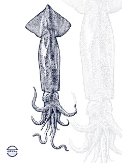 阿婧Jing|2023年插画合集-古田路9号-品牌创意/版权保护平台