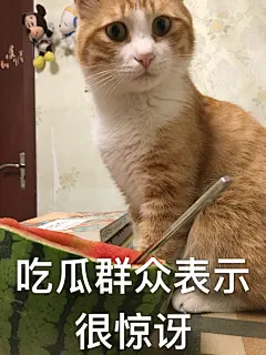 一组橘猫表情包合集，大橘为重