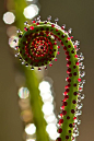 Nature's beauty - Spiral fern with dew.