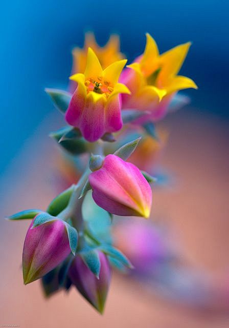 石莲花的花#