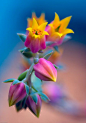 ~~Echeveria feeling so sad by alan shapiro~~