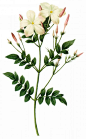 国外手绘植物花朵大全图片 
尺寸：1365x2200 
图片编号：11104-299071