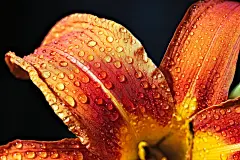 花, 花壁纸, 花卉背景, 橙花, 盛开, 美丽的花朵, 自然, 特写, 露滴