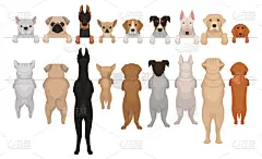 狗,国境线,个性,可爱的,传单,背面视角,巴哥犬,哺乳纲,握紧,站