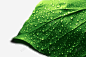 水珠绿叶免扣关注两秒视觉绿色植物叶子草两秒视觉画板 设计图片 免费下载 页面网页 平面电商 创意素材