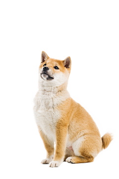 Rainwow采集到狗子