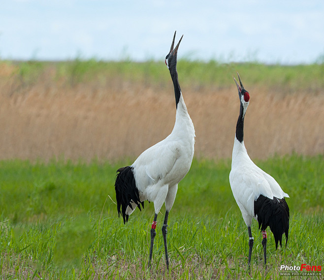 丹顶鹤(学名:grus japonensis)是鹤类中的一种,大型涉禽,体长120～160