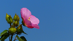 〆流年亦夢╮采集到花卉•芙蓉花