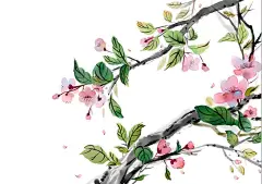 cometes  的插画 桃花