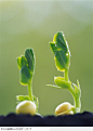 绿芽生命-发芽的花生苗