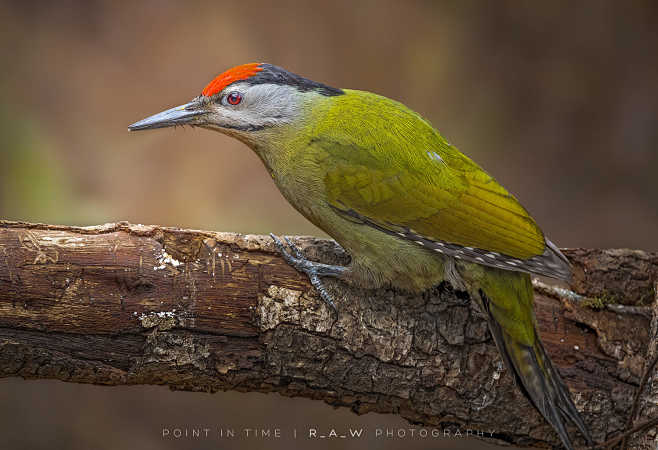 灰头绿啄木鸟 Picus canus 鴷...