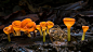 雨露均沾的小杯子 - 科尔科瓦杜国家公园的盘菌 (© Alex Hyde/Minden Pictures) | 必应每日高清壁纸 - 精彩,从这里开始