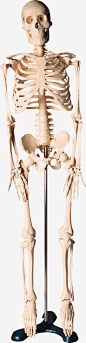 骨骼模型_新图网 https://ixintu.com 骨骼 骨骼模型 模型 医学模型 医疗 医疗模型