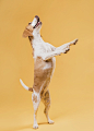 Funny dog standing on hind legs Free Photo