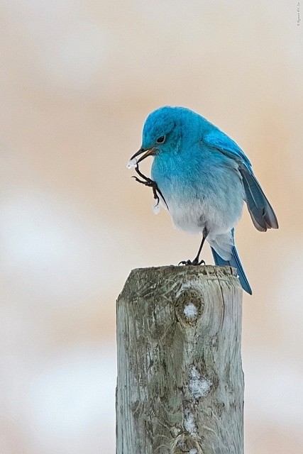 Mountain Bluebird