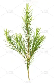 垂直画幅,莳萝,茶树油,夏天,白千层,韩国,植物,清新,园林