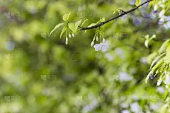 白色的白花树