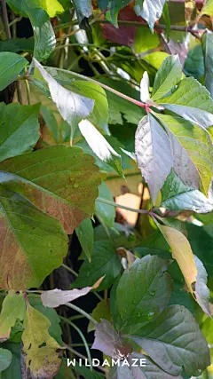 △ 雨后的切尔西草药园是手机壁纸

在我们拜访切尔西草药园（Chelsea Physical Garden）时，伦敦刚刚下过一场小雨，植物的香味也弥漫在园内。



#荒野气象台·意想不到的英国之旅# ...展开全文c