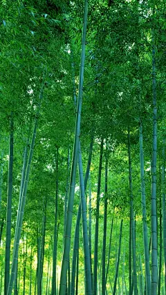 
【七律·咏竹(宽韵)】心灵协奏曲
雨打风吹不折腰，凛然傲气上云霄。
不随花色争春艳，只在严冬展翠袍。
若谷虚怀兰菊伴，高洁儒雅管萧陶。
人人笑我形消瘦，唯有梅君知我高。