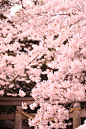 Sakura | By Arixxx