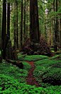 森林步道，红杉，加利福尼亚州 