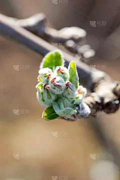 在开花前的一棵苹果树上发芽明亮的阳光。