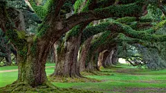 树林风光_树林风景_精美风景_树木植物_2014年15周壁纸精选_2014年4月壁纸精选_2014年第二季度壁纸精选_桌面壁纸_爱壁纸HD