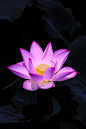 莲花