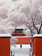 一下雪，北京就成了北平，故宫就成了紫禁城