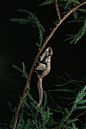 啮齿目·松鼠亚目·松鼠科·鼯鼠属：北美飞鼠