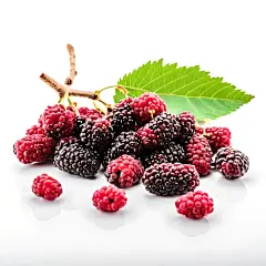水果桑葚高清图片