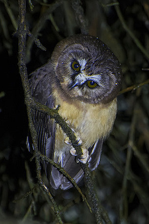 鸮形目鸱鸮科鬼鸮属无斑棕榈鬼鸮