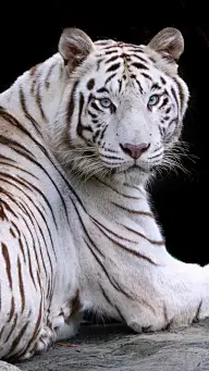 虎，豹，狮，狼，狐狸