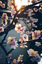 Sunset | Cherry Blossom (by Hajime Nagahata)