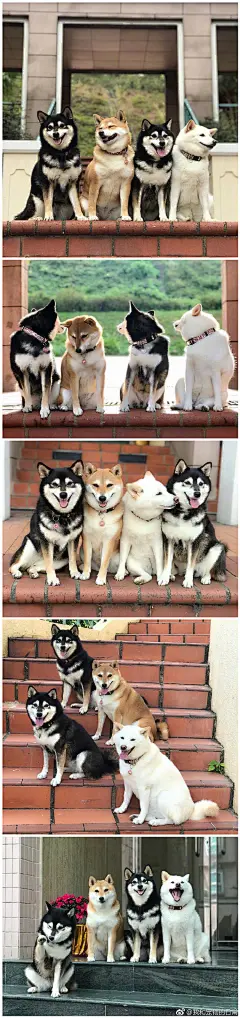 香港网友家养了四只柴犬姐妹花，分别是赤柴Kikko、白柴Hina和黑柴Sasha、Mom。四个活宝每天组团卖萌，如果说一只柴收获的是一倍的快乐，那四只就是四倍量的快乐了！不能更羡慕了！！！ ​​​​