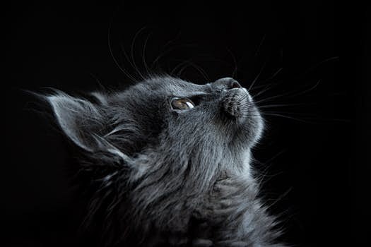 Photo of Gray Cat Lo...