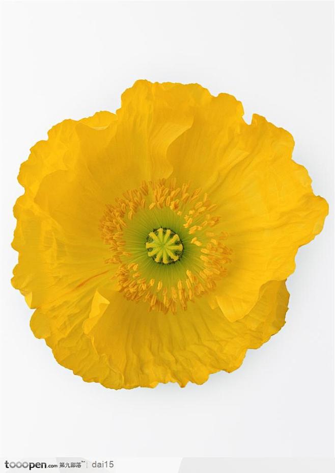 花卉造型-黄色的花朵