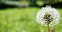 等待被风吹走的蒲公英种子，草地在背景和复制空间的左边