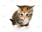 可爱的,小猫,斑纹猫,水平画幅,无人,猫科动物,白色背景,幼小动物,一只动物,哺乳纲