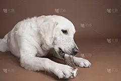 金毛寻回犬,纯种犬,水平画幅,动物,小狗,狗,摄影,吃