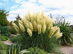 Mr/Mrs采集到植物简介