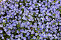 Flowers background