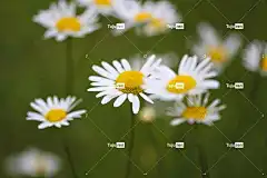 雏菊 花 花园 自然 开花 花壁纸 春天 非常漂亮 雏菊 雏菊