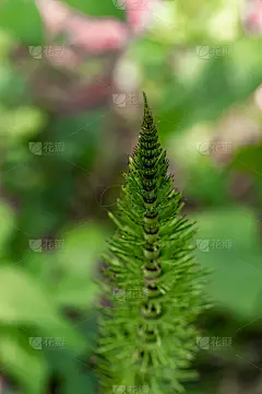 木贼花林，近距离拍摄
