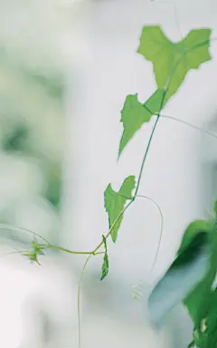 生命中，总会有一个人，猝不及防闯入你的生命。

　　毫无防备，毫无征兆，就这么遇见了。无需邀约，便似故人归来。

　　桐华说：“世界上有许多种遇见，最美好的，莫过于，在我最美的时光里与你相遇”。

　　其实，最美的，不是在我最美好的时光里与你相遇。而是和你相遇，唯美了我所有的时光。

　　遇见，恍若一朵莲花，开在幽静的心田。低头，不胜凉风的娇羞。

　　你，跋山涉水而来，带着四季的清风和花香，背着远方和诗意的行囊。走过一路泥泞，看尽繁华蹉跎……

　　我不知道，你何时会来到我的身边？但我知道，你已经向我走