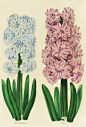 Hyacinths Madame Mermond and Helicon - Anon - Kew Gardens Botanical Prints - Kew Botanical Prints