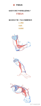 【春哥课堂】手臂肌肉到底怎么画？（理解+练习） : 本期关键词：手臂运动规律、生长点、夹子、圆柱......（春哥课堂是一组条漫绘画教程，为大家的人体绘画学习提供简单的参考。） 上节课躯干的链接戳这里：人体躯干肌肉到底怎么画？（比例+穿插关系） - 画画的春哥…