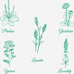 可爱手绘春天花卉高清素材 手绘 春花 矢量素材 绿色 蒲公英 薰衣草 免抠png 设计图片 免费下载