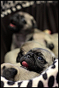 Pug mugs