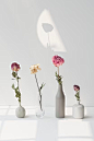 51,000+ Still Life Pictures